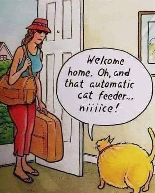 The auto-feeder is out again! #Animals #Cats #catstagram #Catsofinstagram #catsfacebook #Furbaby #Furbabies #Pets #Petstagram    #XZEmpire #XZAnimals