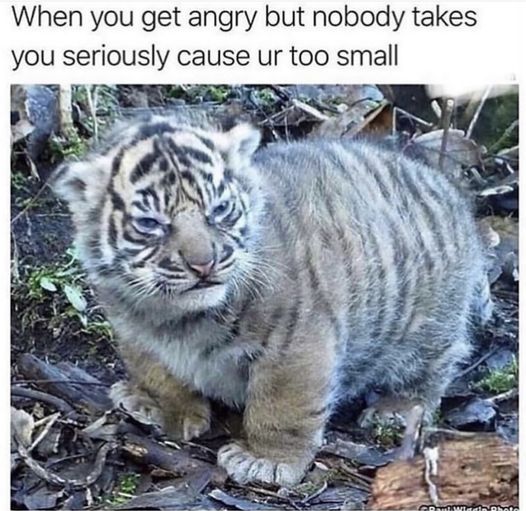 Big rawr!  #Animals #Cats #catstagram #Catsofinstagram #catsfacebook #Furbaby #Furbabies #Pets #Petstagram    #XZEmpire #XZAnimals