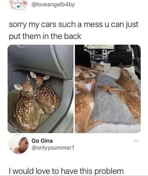 I would tip this uber soooo much!!!  #Animals #Furbaby #Furbabies #Pets #Petstagram #XZEmpire #XZAnimals