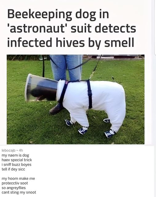 Bee Hive Doggo!  #Animals #Dogs #dogstagram #Dogsofinstagram #catsfacebook #Furbaby #Furbabies #Pets #Petstagram#XZEmpire #XZAnimals