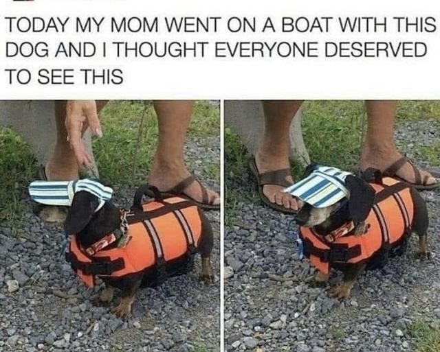 Mom says I’m ready to float!  #Animals #Dogs #dogstagram #GoodBoy #GoodestBoy #Dogsofinstagram #Furbaby #Furbabies #Pets #Petstagram #XZEmpire #XZAnimals  #Boat #Boating #WaterDog #WaterWeiner