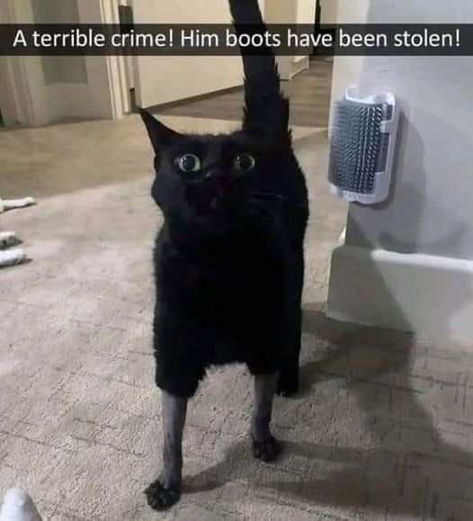 Oh no!  Got robbed!  #BootStolen #Boots #Animals #Cats #catstagram  #Catsofinstagram #catsfacebook #Furbaby #Furbabies #Pets #Petstagram    #XZEmpire #XZAnimals