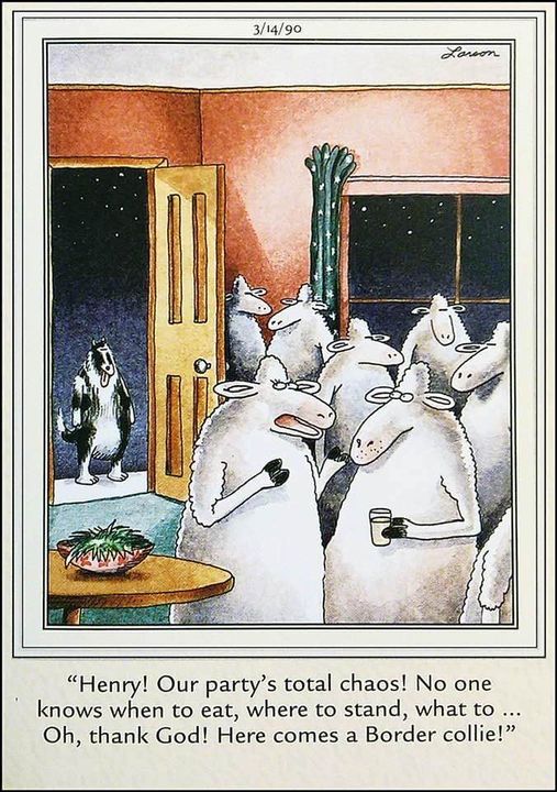 Order order!  Tell em where to be! #Animals #Dogs #dogstagram #GoodBoy #GoodestBoy #Dogsofinstagram #Furbaby #Furbabies #Pets #Petstagram #XZEmpire #XZAnimals