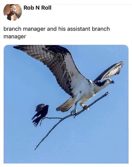 #Corporate #CorporateLife #Animals #Bird #Birds #Petstagram #XZEmpire #XZAnimals