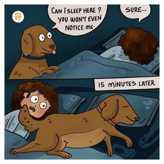 “Wont even notice” lol #Animals #Dogs #dogstagram #GoodBoy #GoodestBoy #Dogsofinstagram #Furbaby #Furbabies #Pets #Petstagram #XZEmpire #XZAnimals